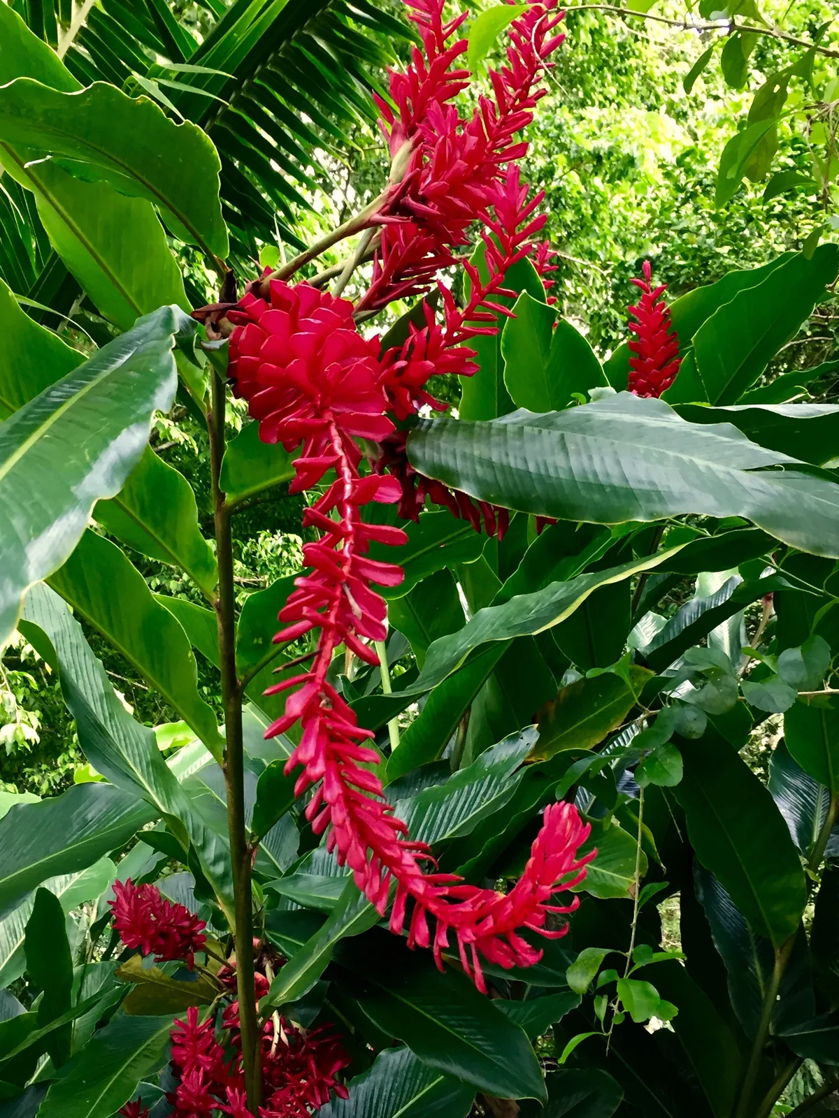 Bright red tropical flowers against dark green foliage